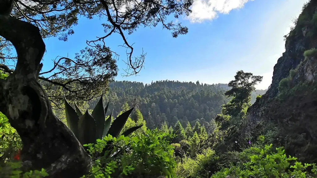 pulmón verde | PECH